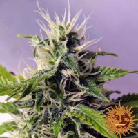 (Bild für) Auto Blueberry Cheese [Auto]