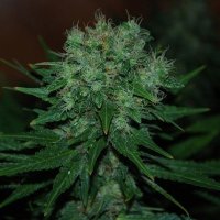 (Bild für) Blue Cheese Auto feminized