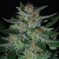 (Bild für) Blue Cheese feminized