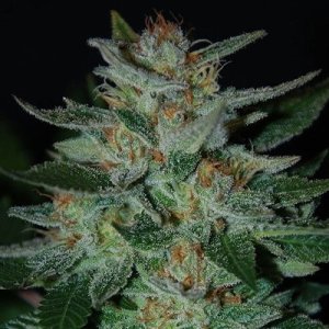 (Bild für) Blue Cheese feminized