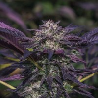 (Bild für) Blue Diesel Auto fem