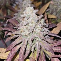 (Bild für) Blue Dream fem
