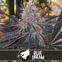 (Bild für) Blue Dream feminized