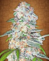 (Bild für) Blue Dream Matic Auto fem