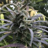 (Bild für) Blue Dream female