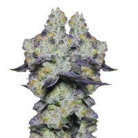 (Bild für) Blue Dream Sherbet fem