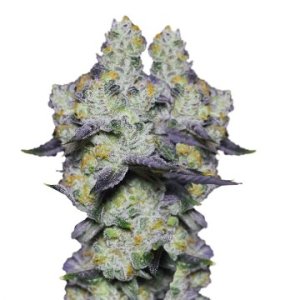 (Bild für) Blue Dream Sherbet fem