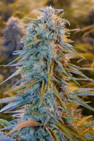 (Bild für) Blue Dream