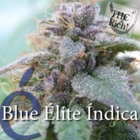 (Bild für) Blue Elite Indica female