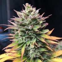 (Bild für) Blue Forest Berry fem