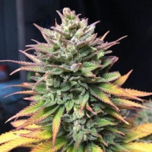 (Bild für) Blue Forest Berry fem