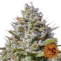 (Bild für) Blue Gelato 41