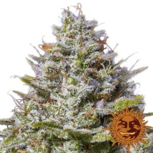 (Bild für) Blue Gelato 41