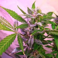 (Bild für) Blue Mystic