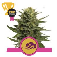 (Bild für) Blue Mystic feminized