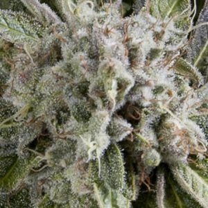 (Bild für) Auto Blue Pyramid female