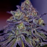 (Bild für) Blue Rhino fem