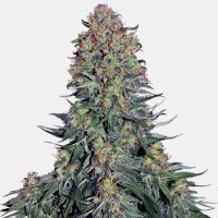 (Bild für) Blue Skunk