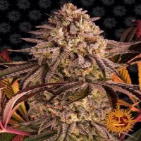 (Bild für) Blue Sunset Sherbert