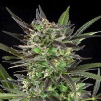 (Bild für) Blue Venom 5 fem