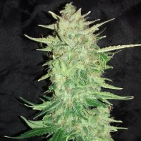 (Bild für) Blue Widow Auto