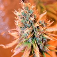 (Bild für) Blue Medi Kush 5 fem