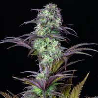 (Bild für) Blueberry Auto fem