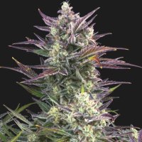 (Bild für) Blueberry Autoflower fem