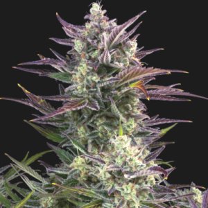 (Bild für) Blueberry Autoflower fem