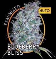 (Bild für) Blueberry Bliss Auto fem