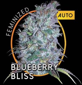 (Bild für) Blueberry Bliss Auto fem