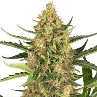 (Bild für) Blueberry Bubblegum Automatic