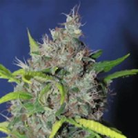 (Bild für) Blueberry Bud