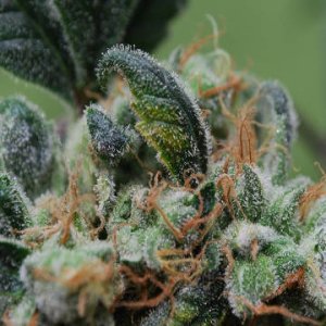 (Bild für) Blueberry Cheesecake female