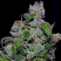 (Bild für) Blueberry Crystal Gelato fem