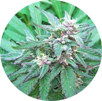 (Bild für) Blueberry Crystal 10 reg