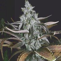 (Bild für) Blueberry F2
