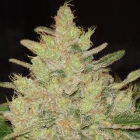 (Bild für) Blueberry Ghost OG
