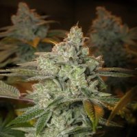 (Bild für) Blueberry Glue feminized