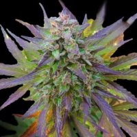 (Bild für) Blueberry Gum 5 fem