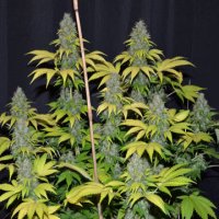 (Bild für) Blueberry Gum #2 5 fem