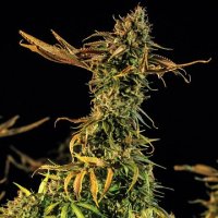 (Bild für) Blueberry Headband