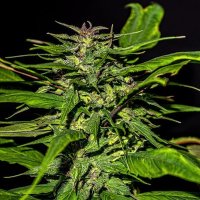 (Bild für) Blueberry Lime Kush AD