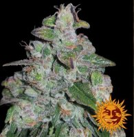 (Bild für) Blueberry OG