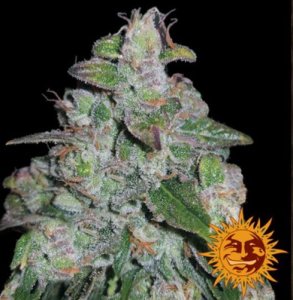 (Bild für) Blueberry OG