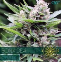 (Bild für) Bona DEA CBD fem