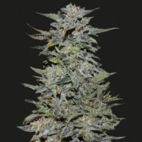 (Bild für) Boy Scout Cookies fem