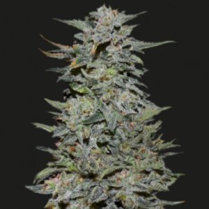 (Bild für) Boy Scout Cookies fem
