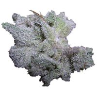 (Bild für) Brain Damage Auto fem
