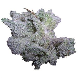 (Bild für) Brain Damage Auto fem